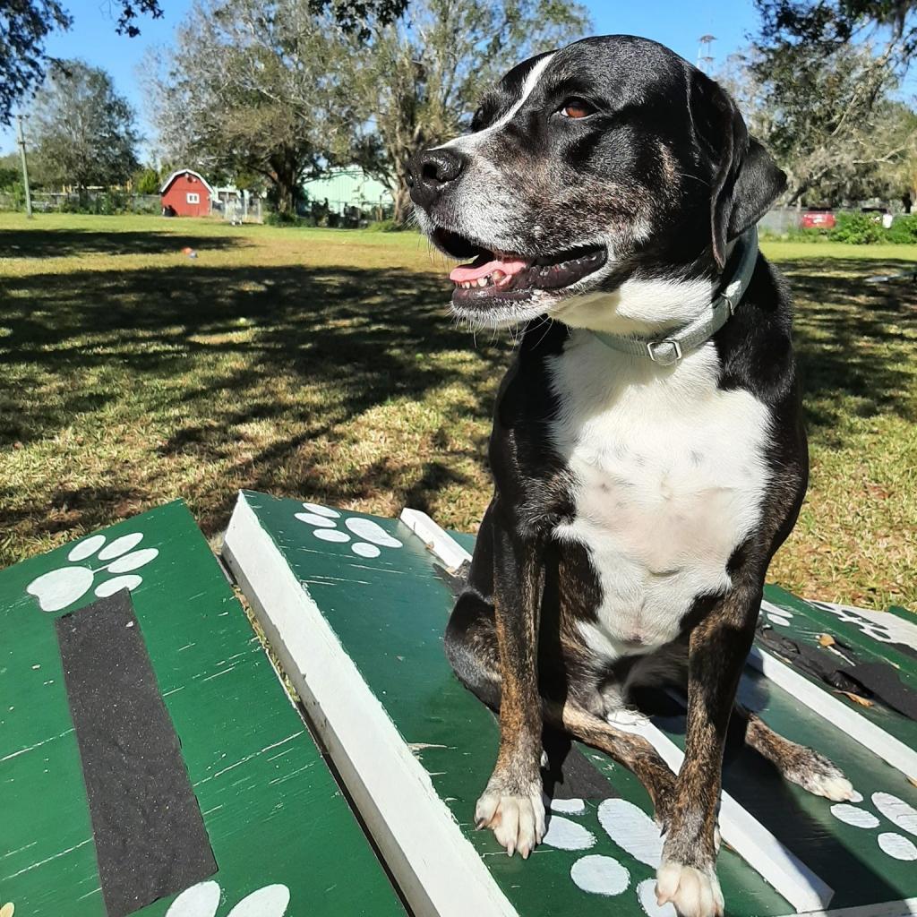 Enlarge Kelly, a Adoptable mixed breed in Sarasota, FL image 5/6