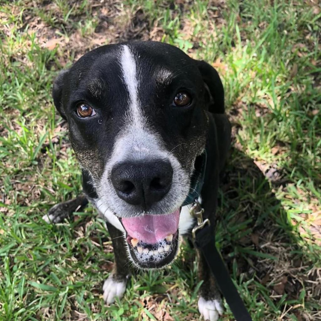 Enlarge Kelly, a Adoptable mixed breed in Sarasota, FL image 6/6