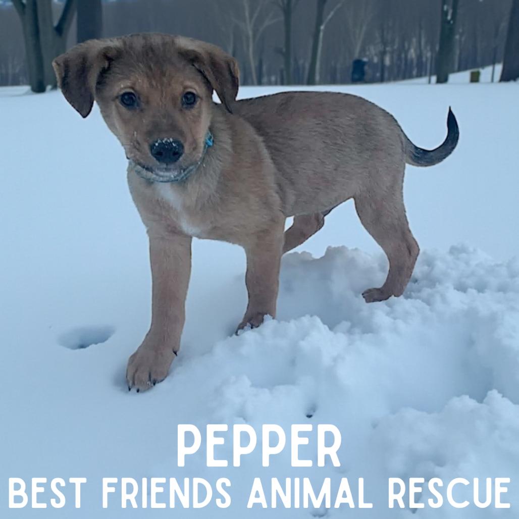 Pepper, a Adoptable mixed breed in Wasilla, AK image 1/6