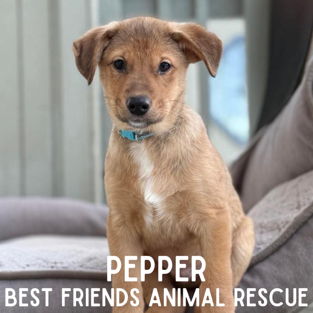 Pepper, a Adoptable mixed breed in Wasilla, AK image 2/6