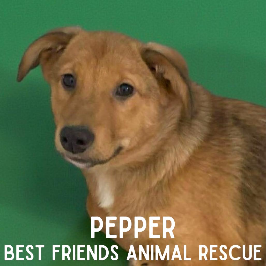 Pepper, a Adoptable mixed breed in Wasilla, AK image 3/6