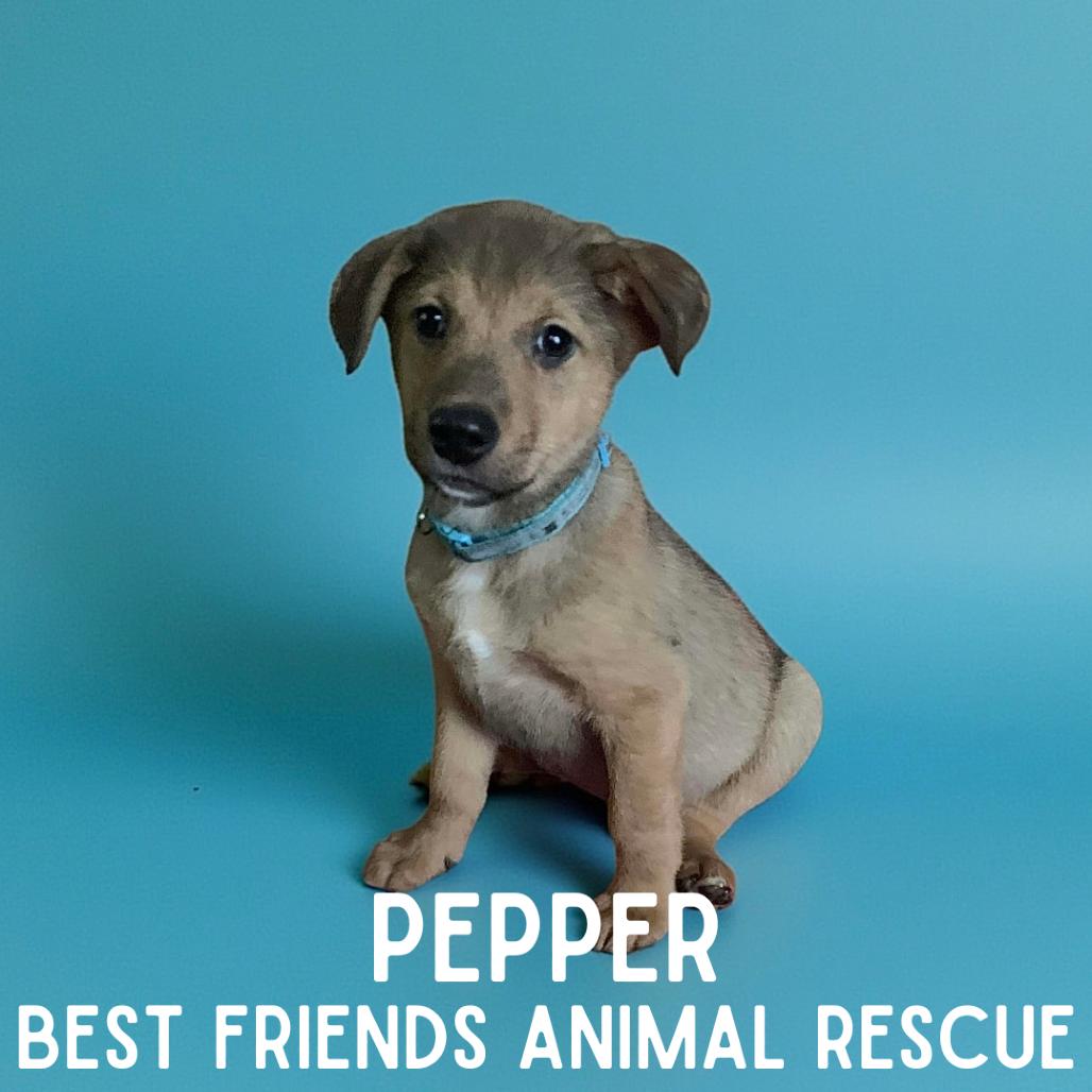 Pepper, a Adoptable mixed breed in Wasilla, AK image 4/6