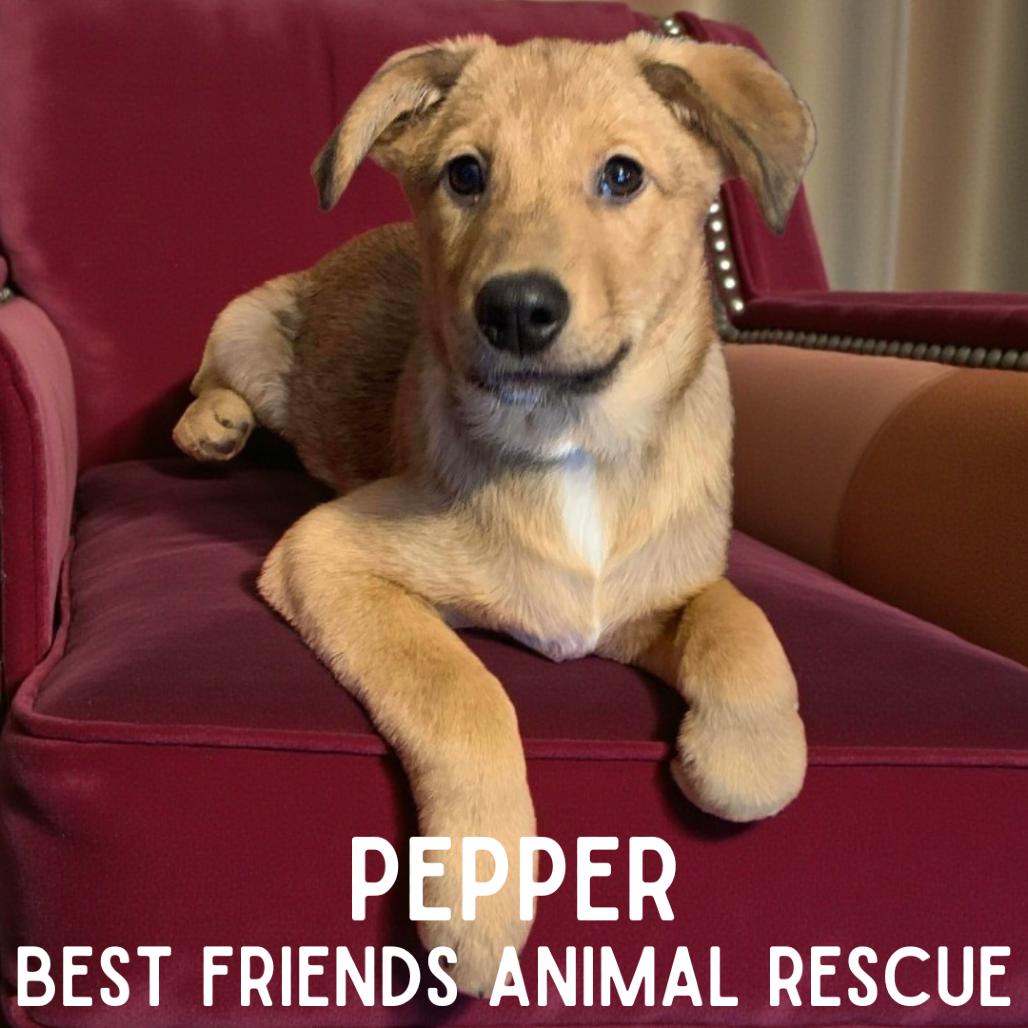 Pepper, a Adoptable mixed breed in Wasilla, AK image 5/6