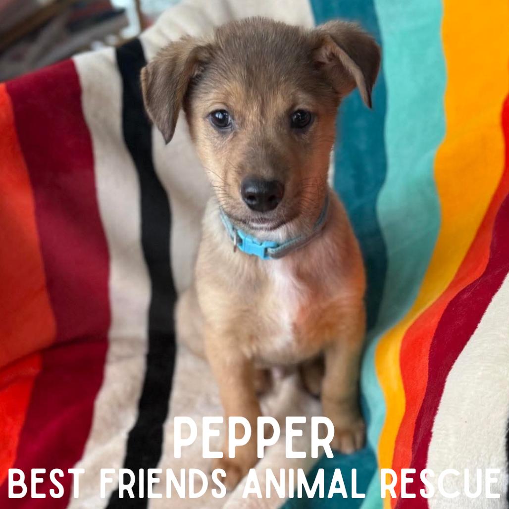 Pepper, a Adoptable mixed breed in Wasilla, AK image 6/6
