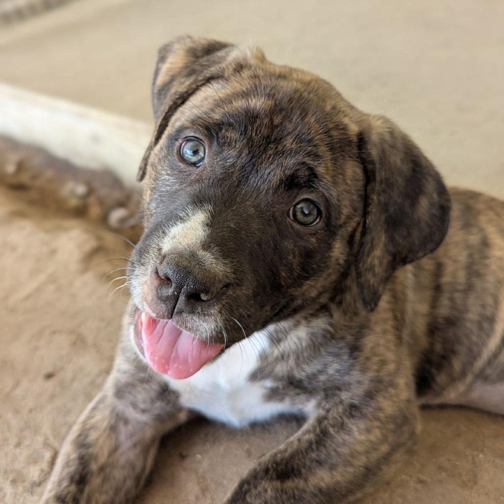 Finch, adopted, Puppy Female Mastiff & Mixed Breed.