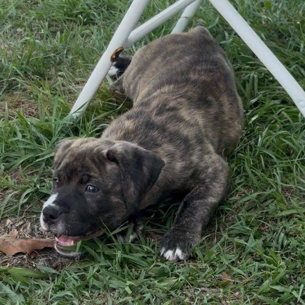 Enlarge Finch, an adopted mixed breed in Ocala, FL image 6/6