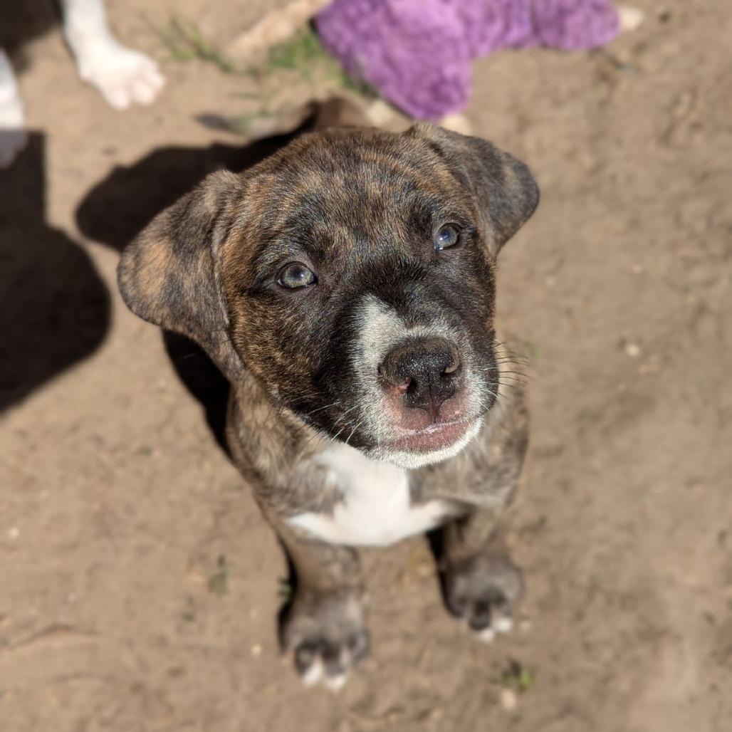 Enlarge Finch, an adopted mixed breed in Ocala, FL image 3/6