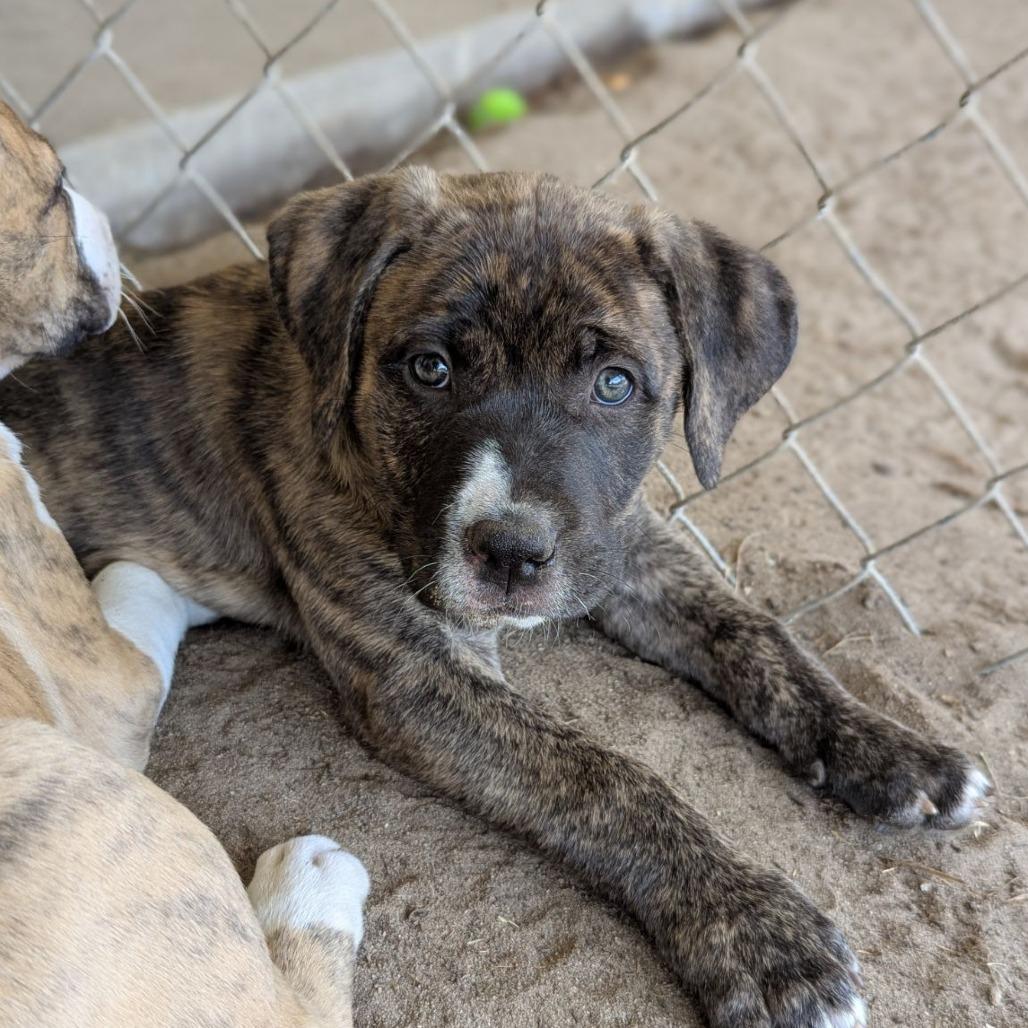 Enlarge Finch, an adopted mixed breed in Ocala, FL image 4/6