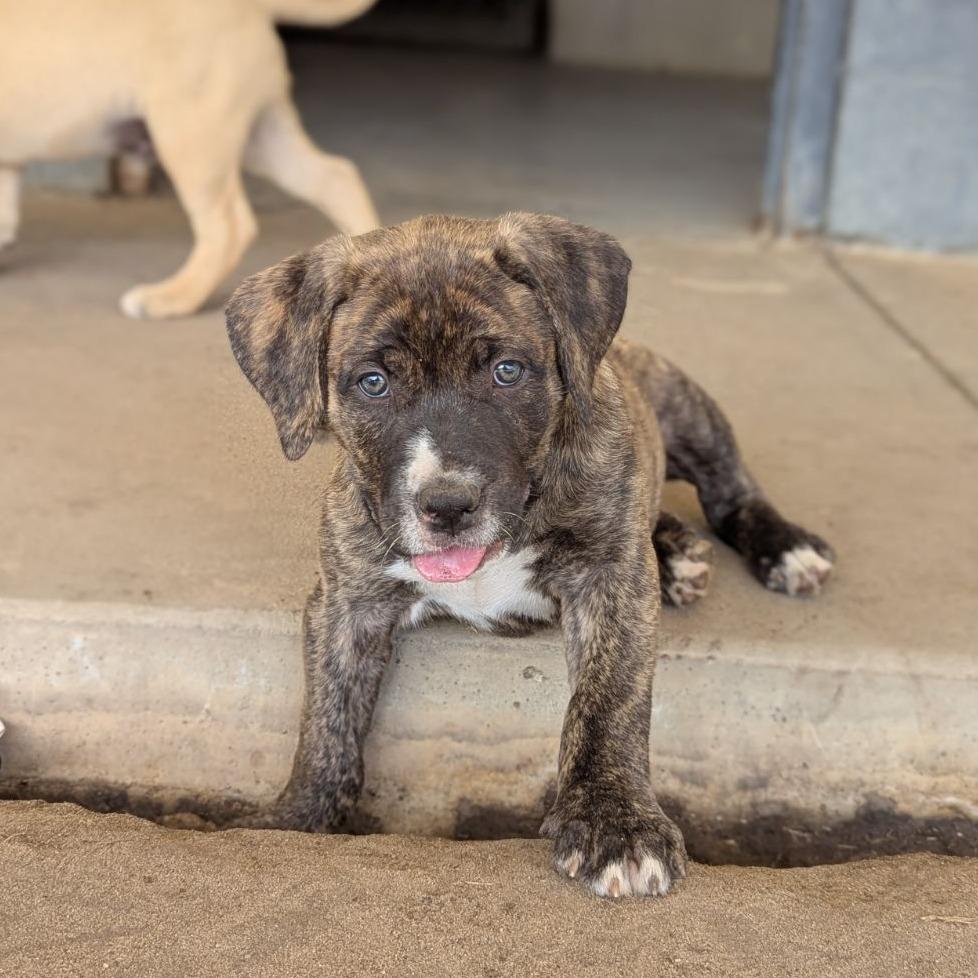 Enlarge Finch, an adopted mixed breed in Ocala, FL image 5/6