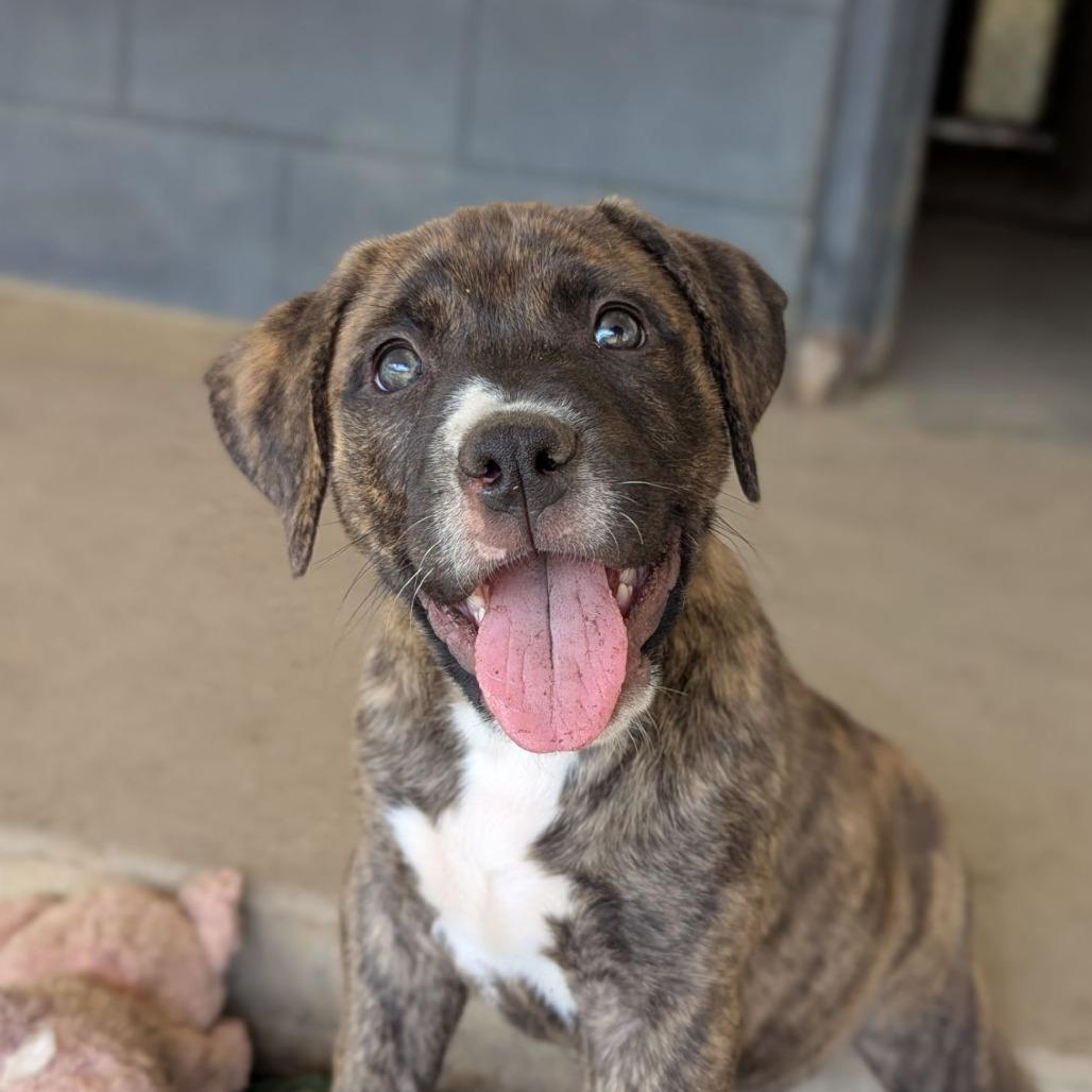 Enlarge Finch, an adopted mixed breed in Ocala, FL image 2/6