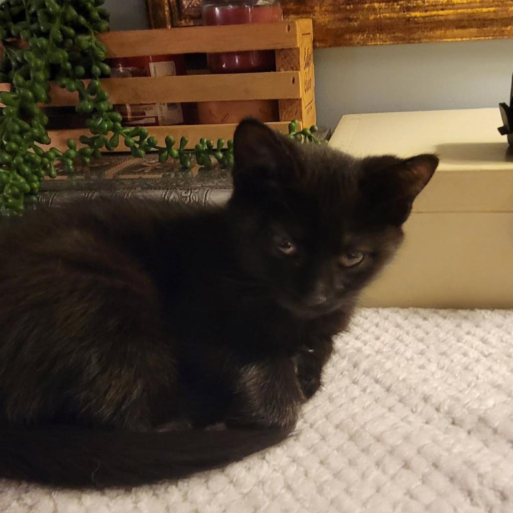 Billie, Adoptable, Kitten Female Domestic Medium Hair.