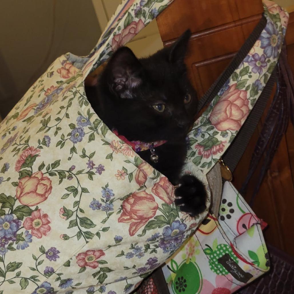 Enlarge Billie, a Adoptable Domestic Medium Hair in Marysville, OH image 2/3