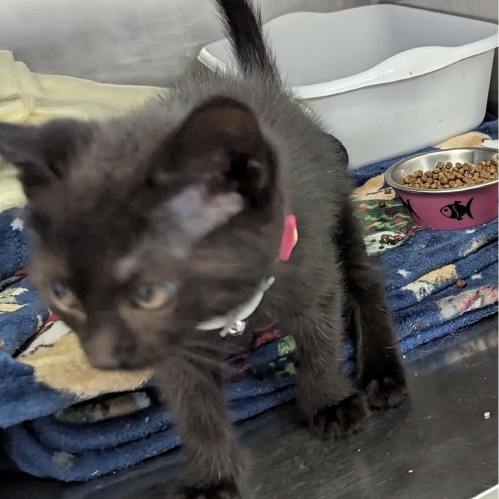 Enlarge Billie, a Adoptable Domestic Medium Hair in Marysville, OH image 3/3