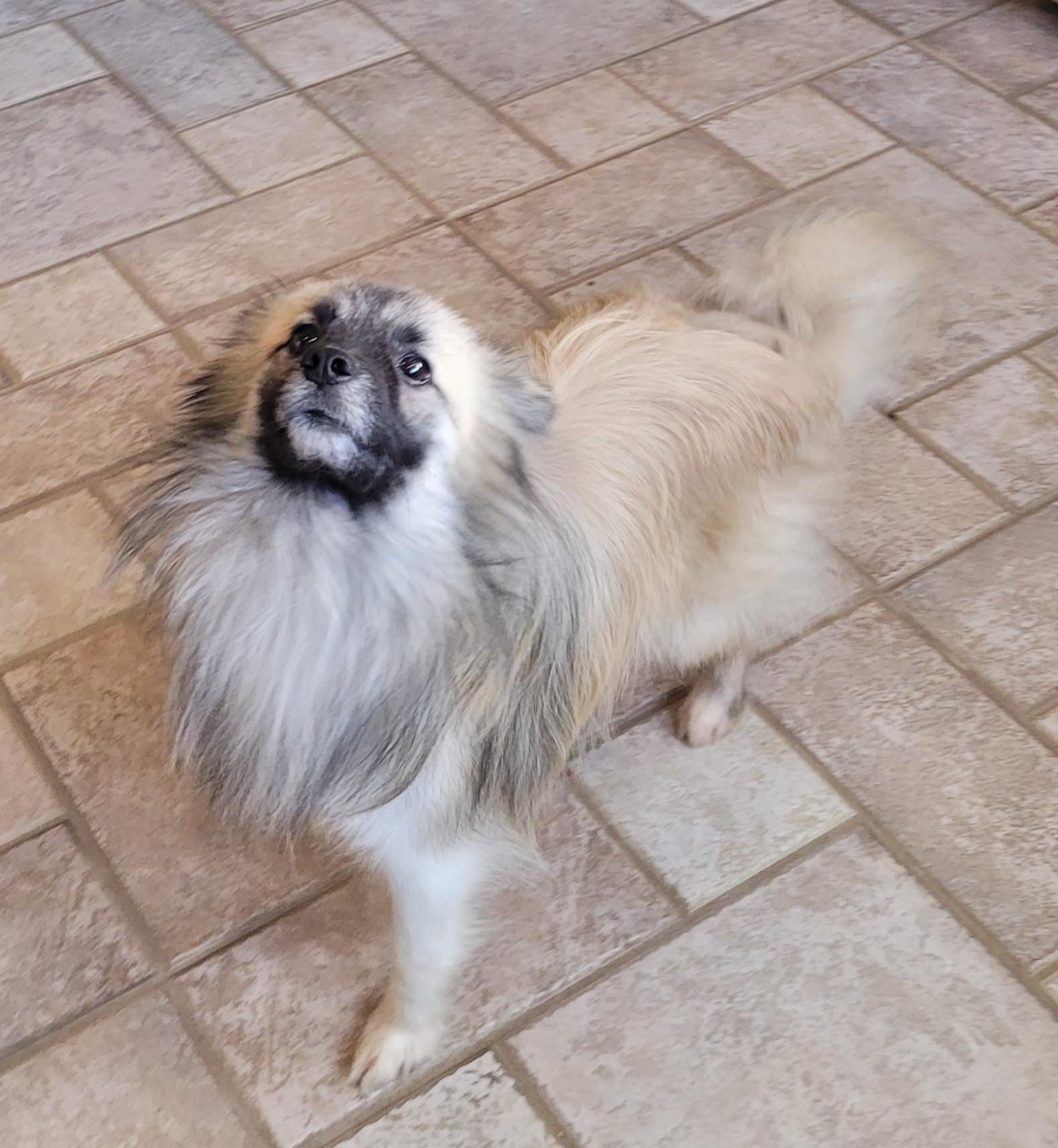 Enlarge Fargo, a ADOPTABLE mixed breed in Clarksburg, MD image 6/6