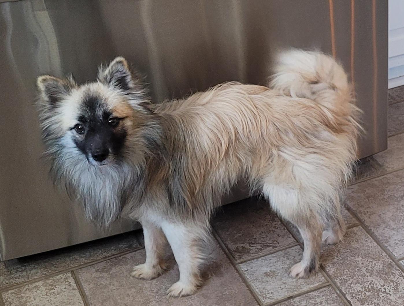 Enlarge Fargo, a ADOPTABLE mixed breed in Clarksburg, MD image 4/6