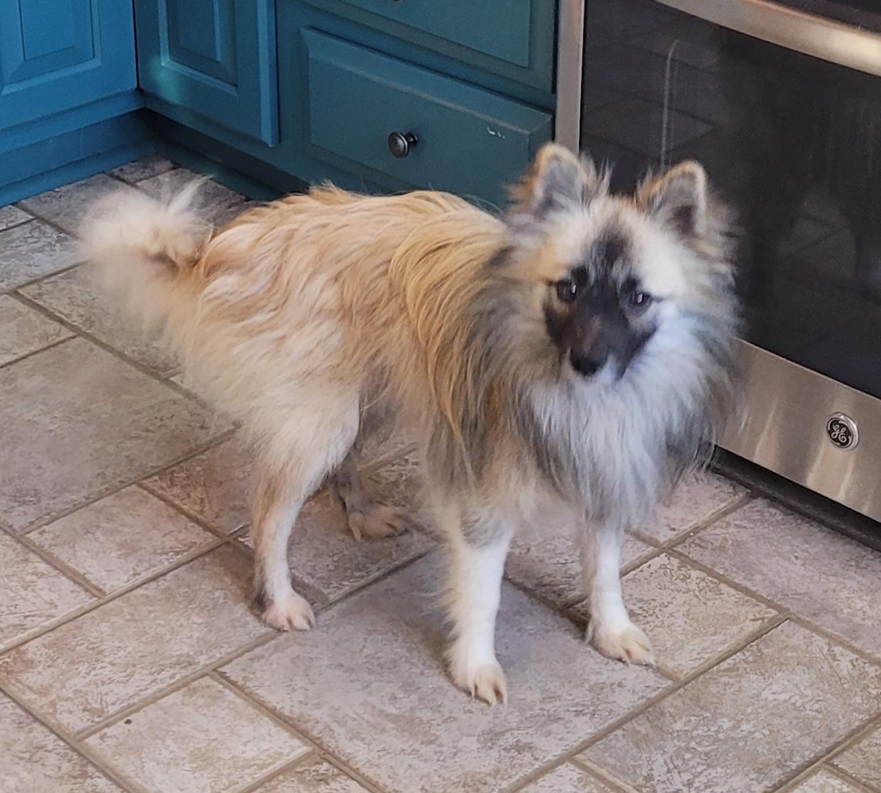 Enlarge Fargo, a ADOPTABLE mixed breed in Clarksburg, MD image 5/6