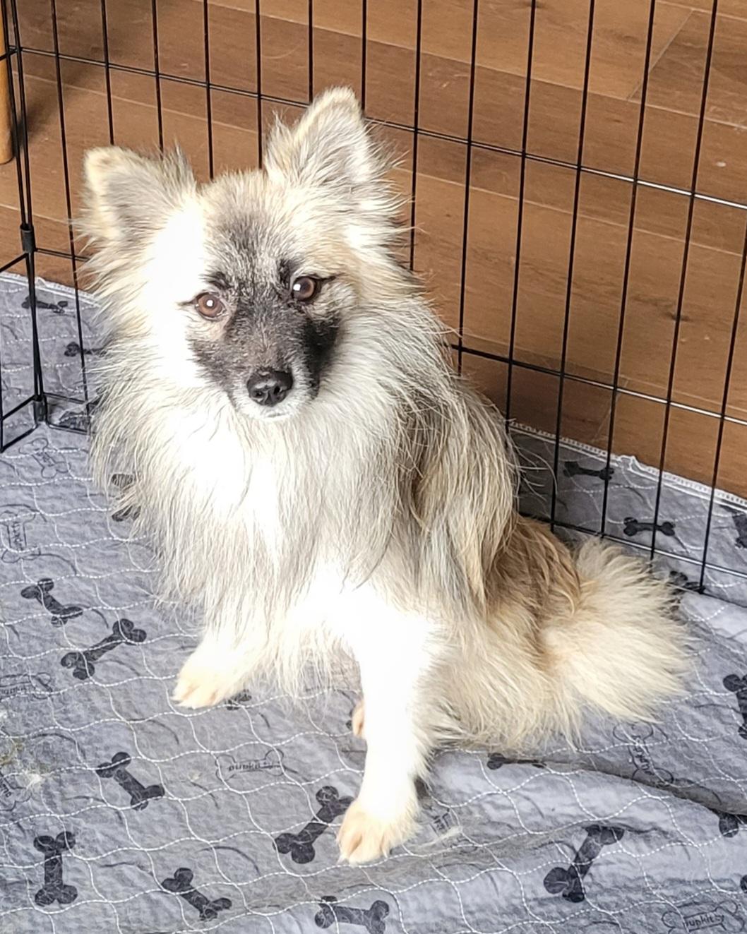 Fargo, ADOPTABLE, Young Male Pomeranian & Husky.