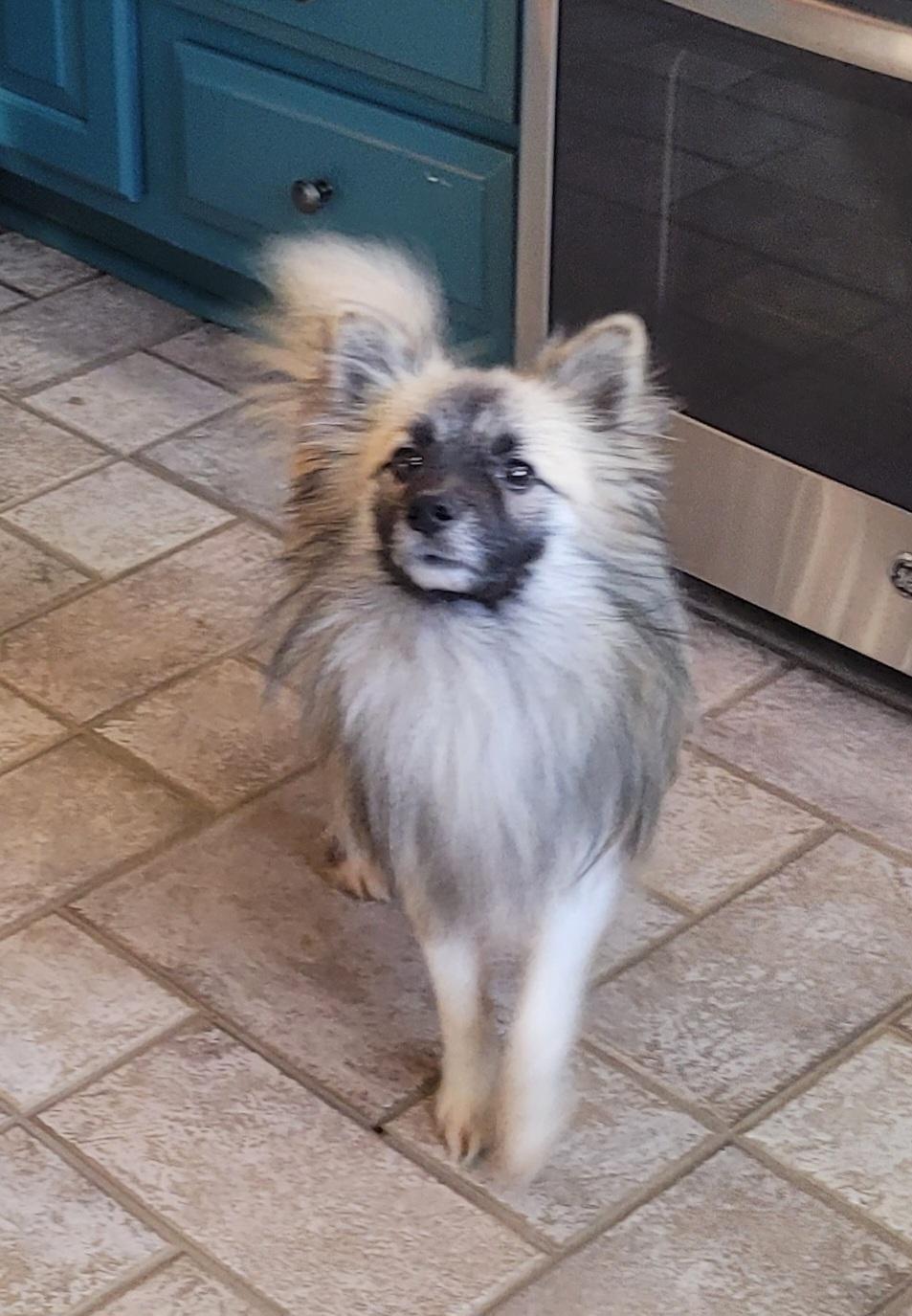 Enlarge Fargo, a ADOPTABLE mixed breed in Clarksburg, MD image 3/6