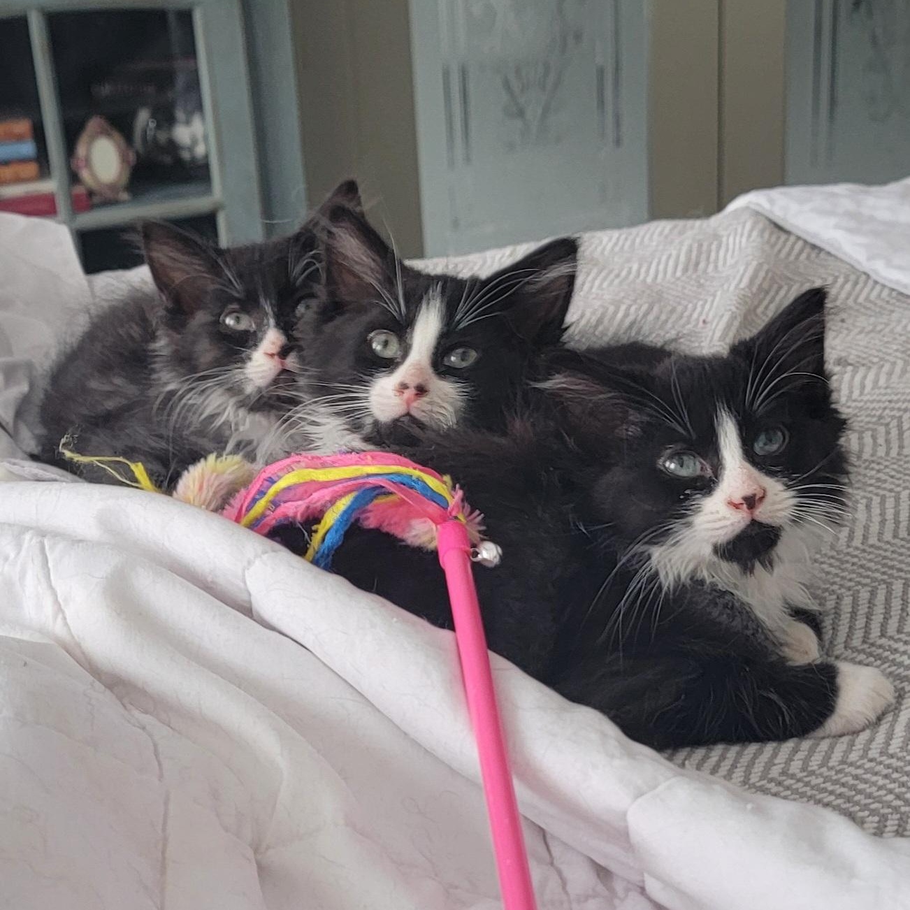 Enlarge Zander, a ADOPTABLE Domestic Medium Hair in Wyandotte, MI image 1/5