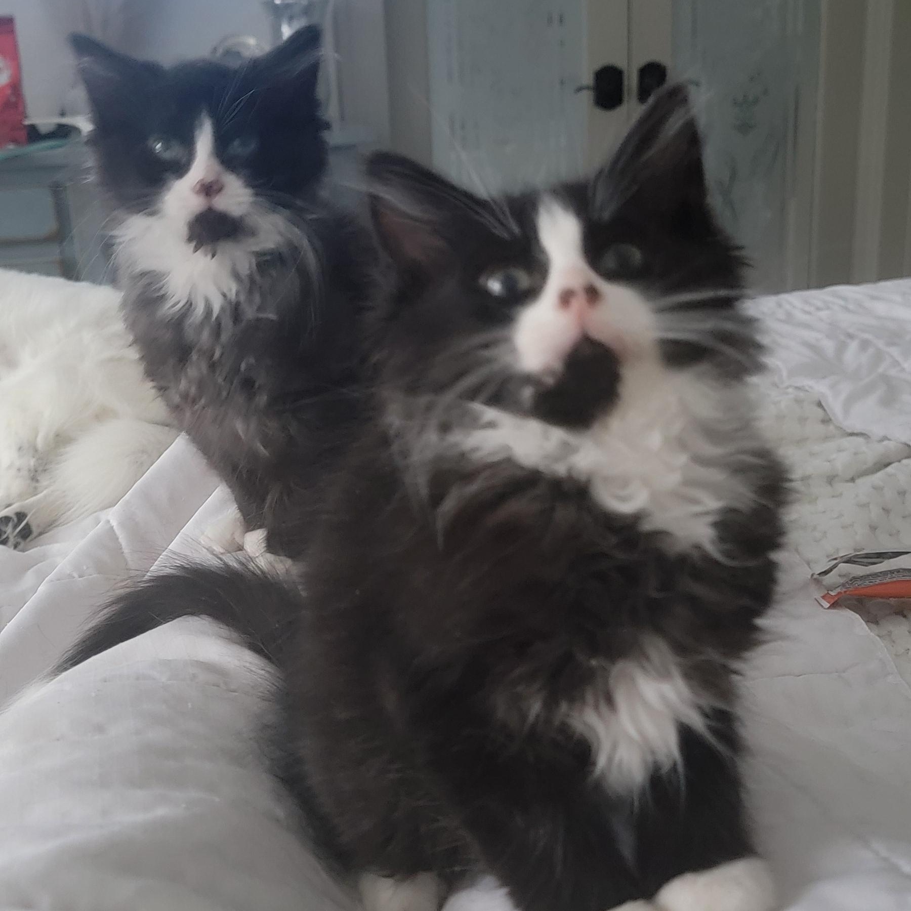 Enlarge Zander, a ADOPTABLE Domestic Medium Hair in Wyandotte, MI image 5/5