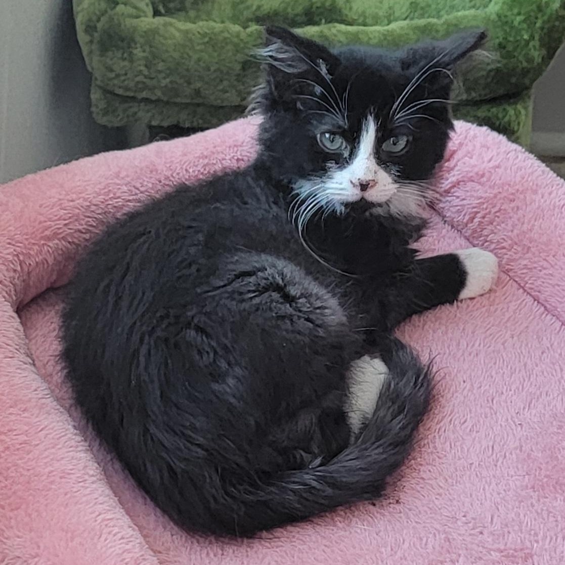 Enlarge Zander, a ADOPTABLE Domestic Medium Hair in Wyandotte, MI image 2/5