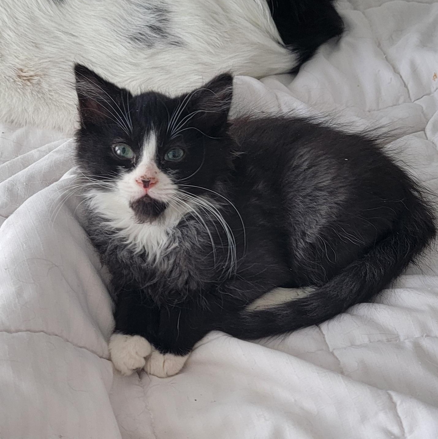 Enlarge Zander, a ADOPTABLE Domestic Medium Hair in Wyandotte, MI image 4/5