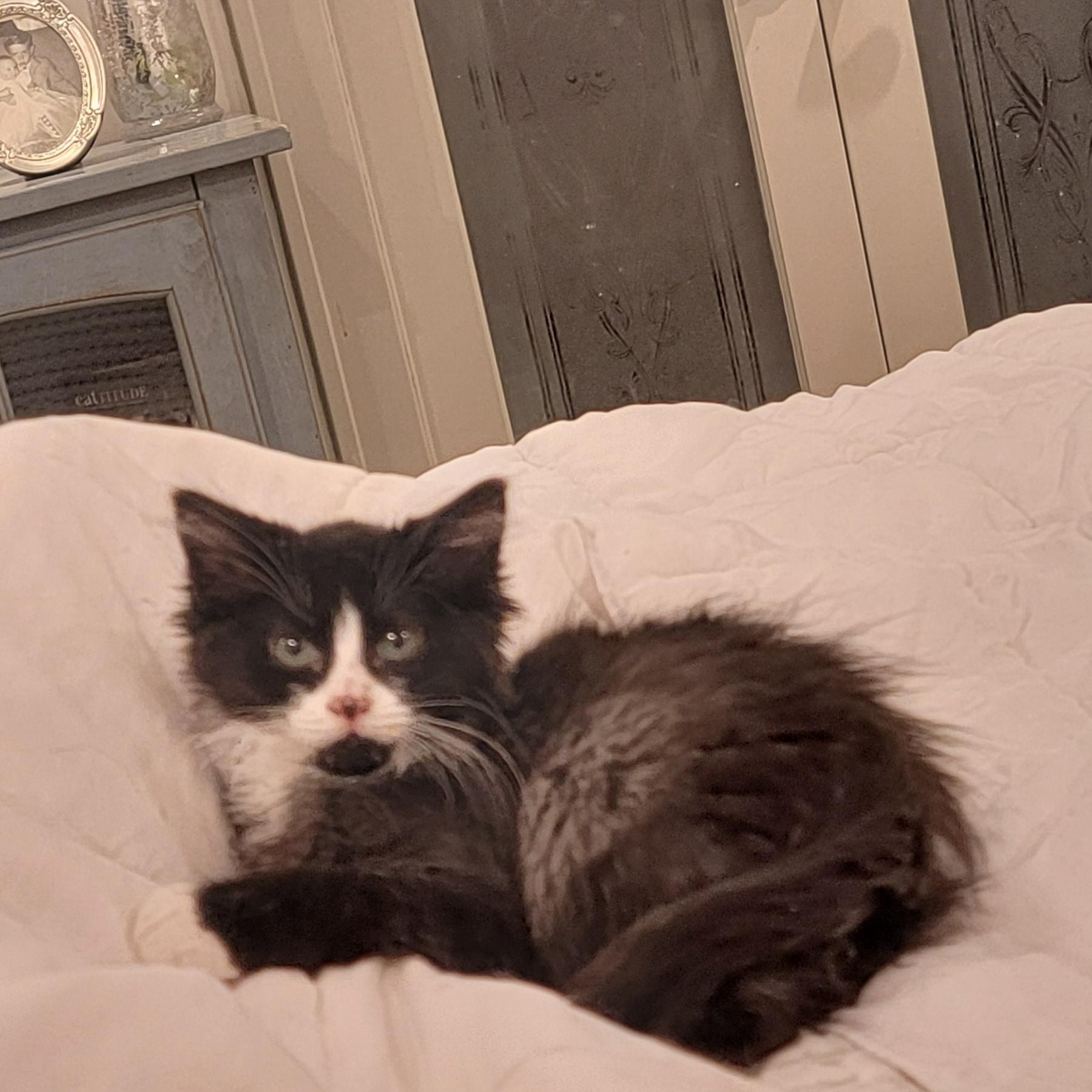 Enlarge Zander, a ADOPTABLE Domestic Medium Hair in Wyandotte, MI image 3/5