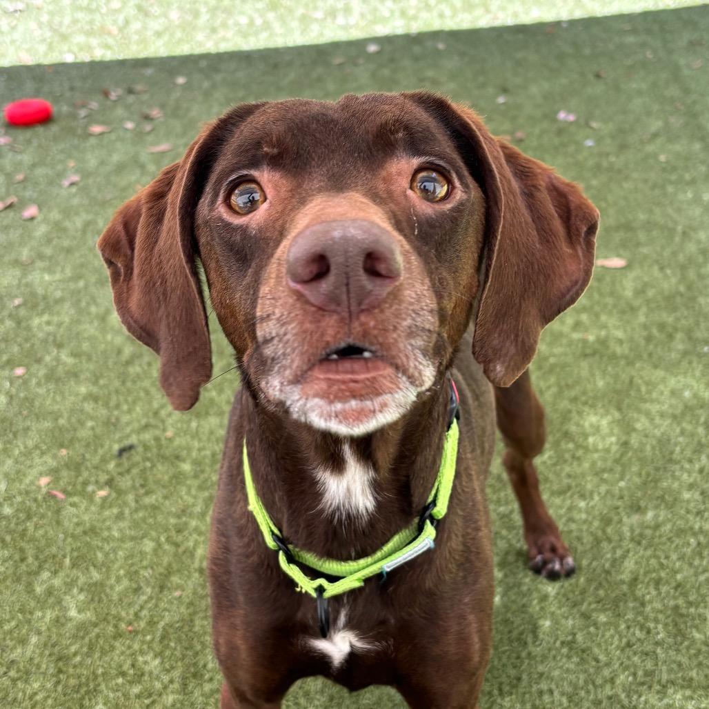 Felicity, Adoptable, Adult Female Mixed Breed.