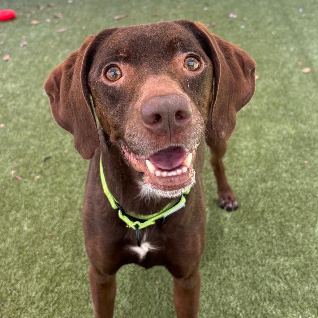 Felicity, a Adoptable Mixed Breed in Titusville, FL image 2/3