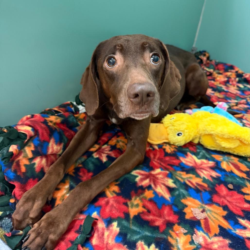 Felicity, a Adoptable Mixed Breed in Titusville, FL image 3/3