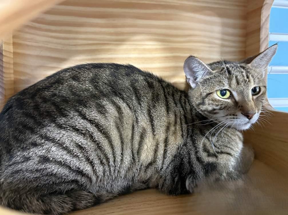 Violetta, Adoptable, Young Female Domestic Short Hair.