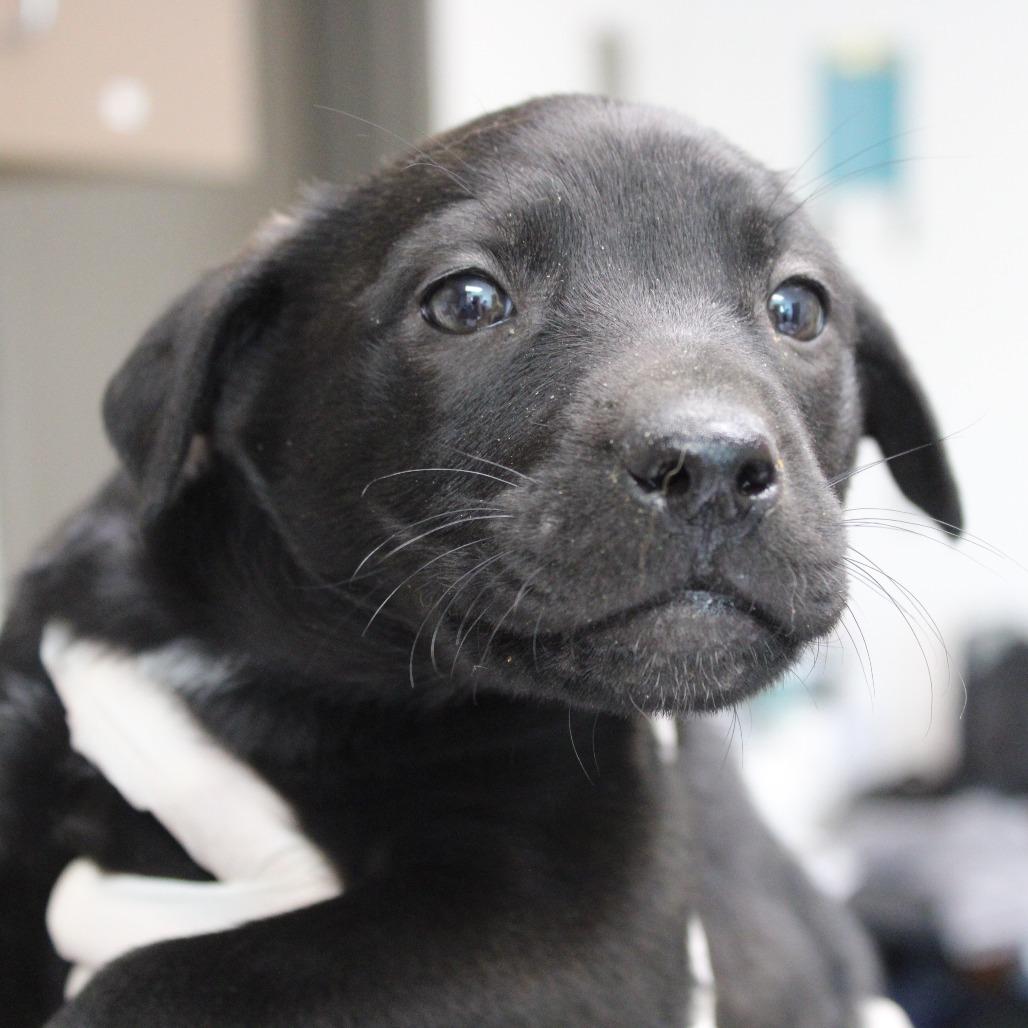 Delta Dairy, Adoptable, Puppy Female Border Collie & Labrador Retriever.