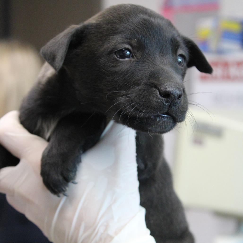 Enlarge Delta Dairy, a Adoptable mixed breed in Hattiesburg, MS image 2/6