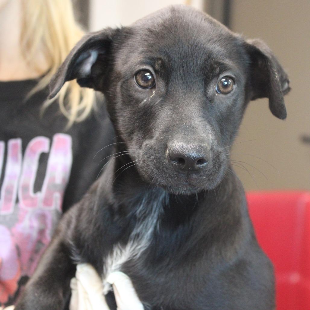 Enlarge Delta Dairy, a Adoptable mixed breed in Hattiesburg, MS image 3/6