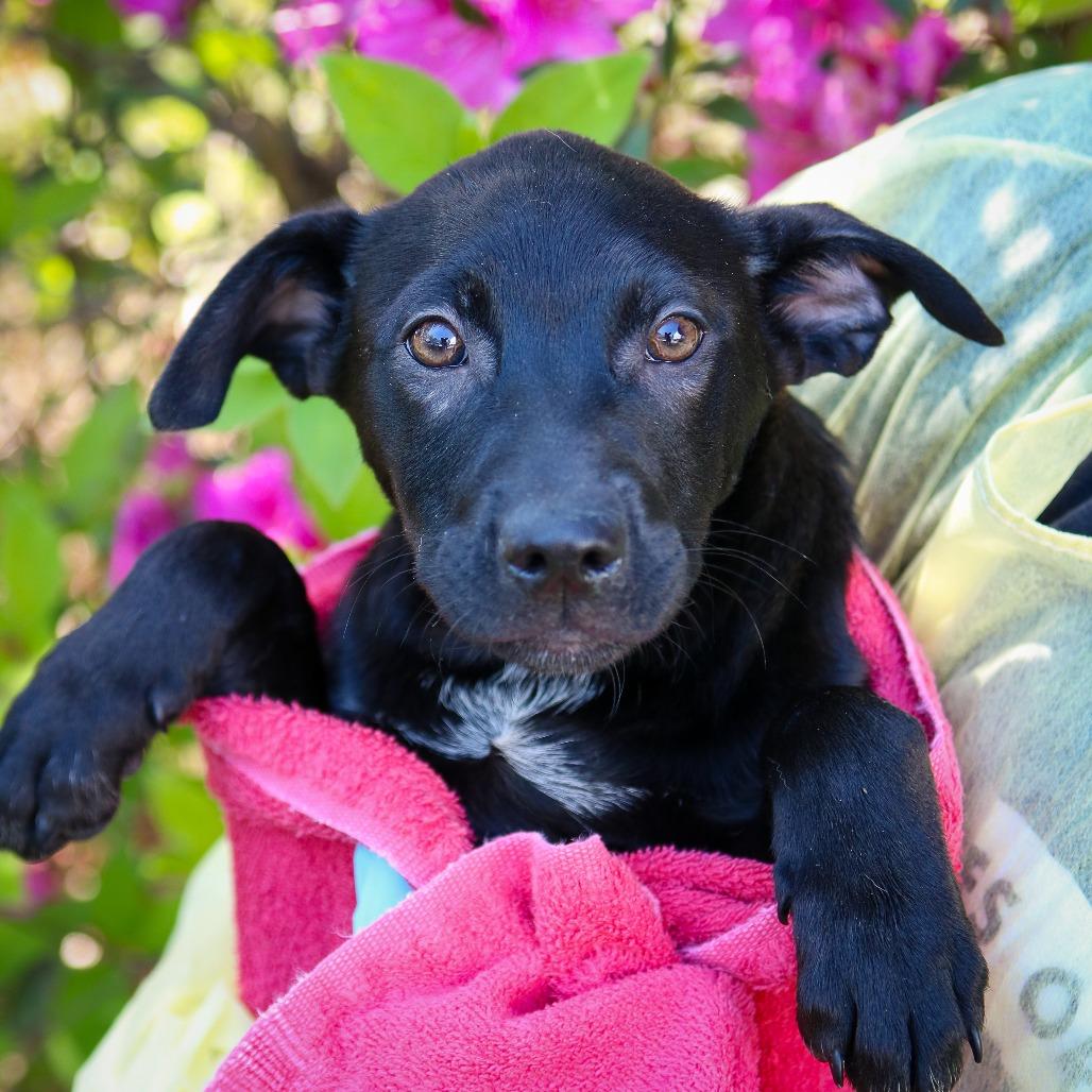 Enlarge Delta Dairy, a Adoptable mixed breed in Hattiesburg, MS image 4/6