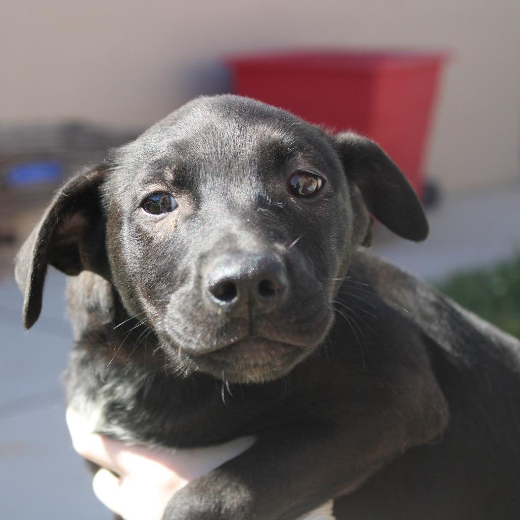 Enlarge Delta Dairy, a Adoptable mixed breed in Hattiesburg, MS image 5/6