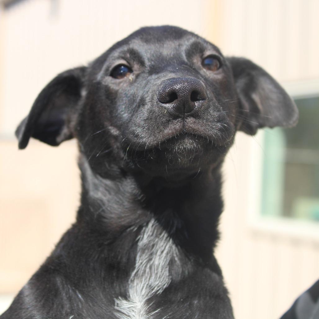 Enlarge Delta Dairy, a Adoptable mixed breed in Hattiesburg, MS image 6/6