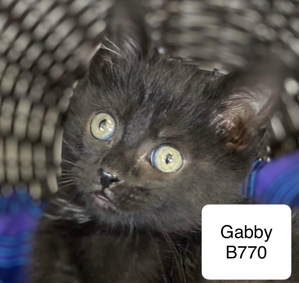 Gabby, Adoptable, Kitten Female Domestic Medium Hair.