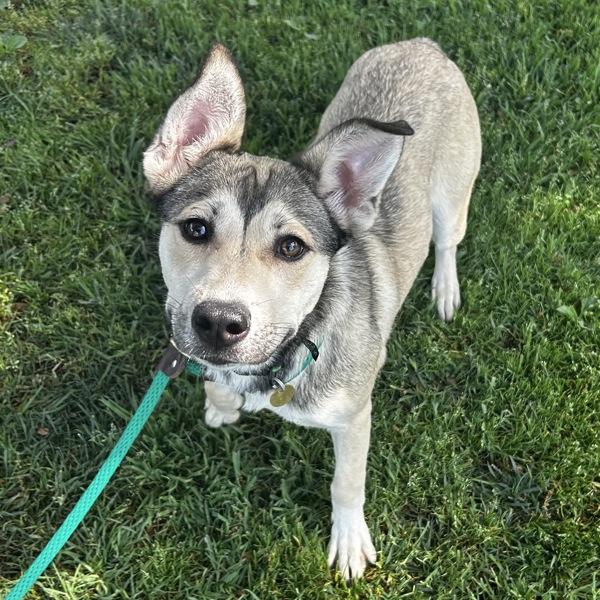 Enlarge Apollo, a Adoptable mixed breed in Dublin, CA image 1/2