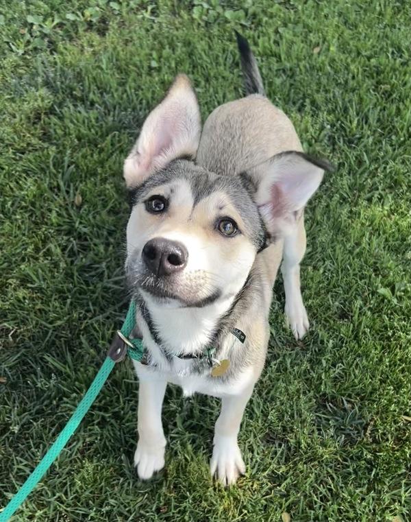 Enlarge Apollo, a Adoptable mixed breed in Dublin, CA image 2/2
