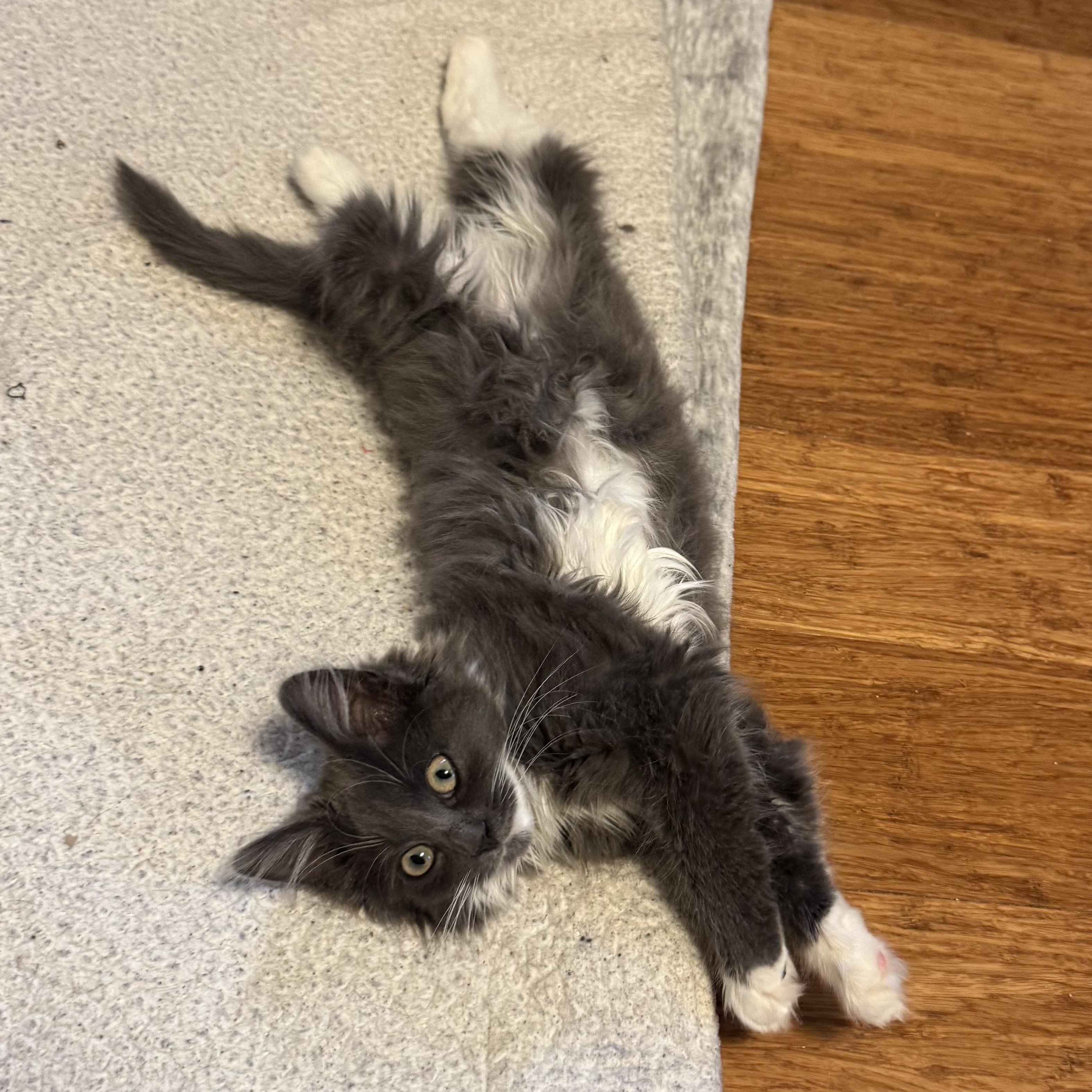 Enlarge Stella, a ADOPTABLE mixed breed in East Northport, NY image 5/6