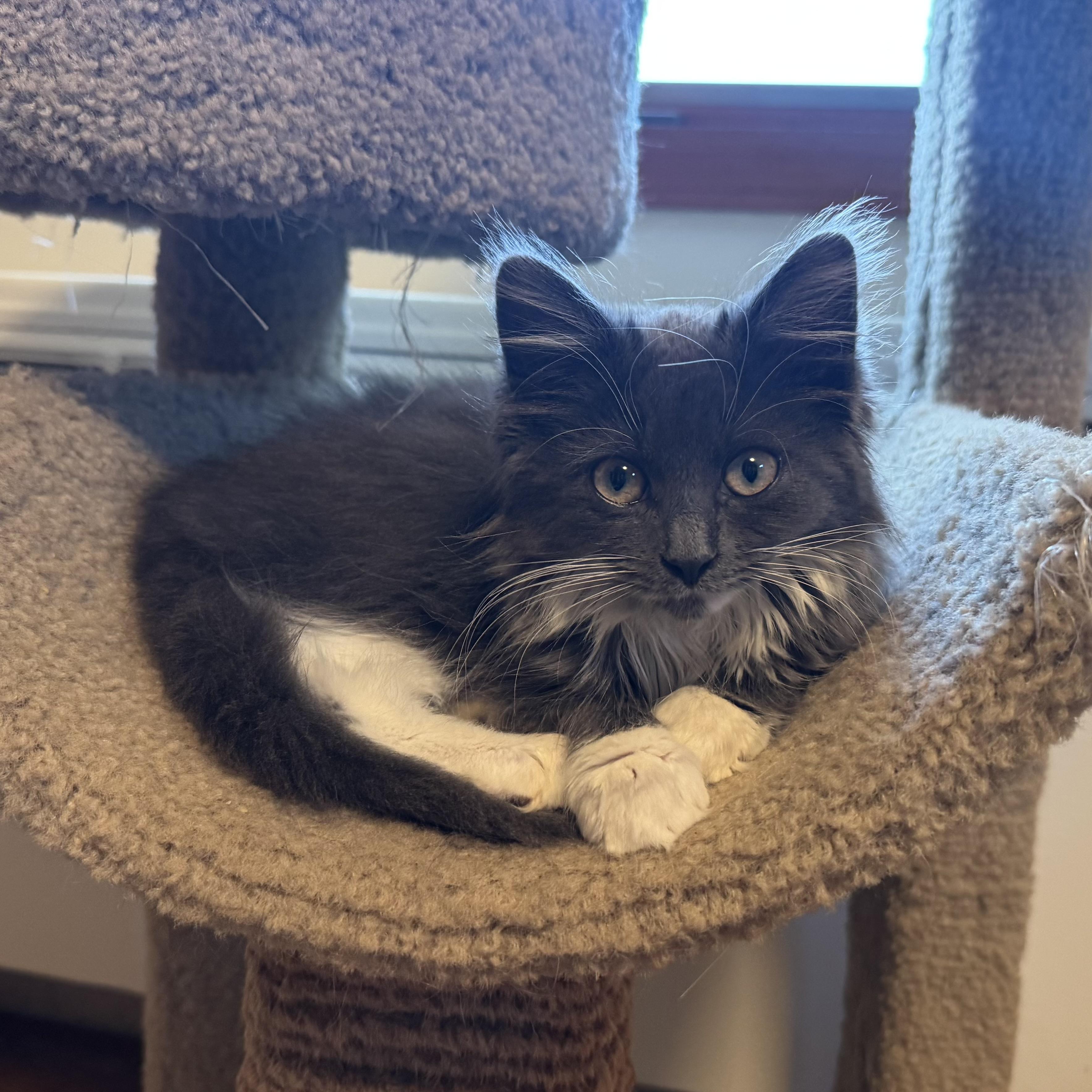 Stella, ADOPTABLE, Kitten Female Siberian & Norwegian Forest Cat.