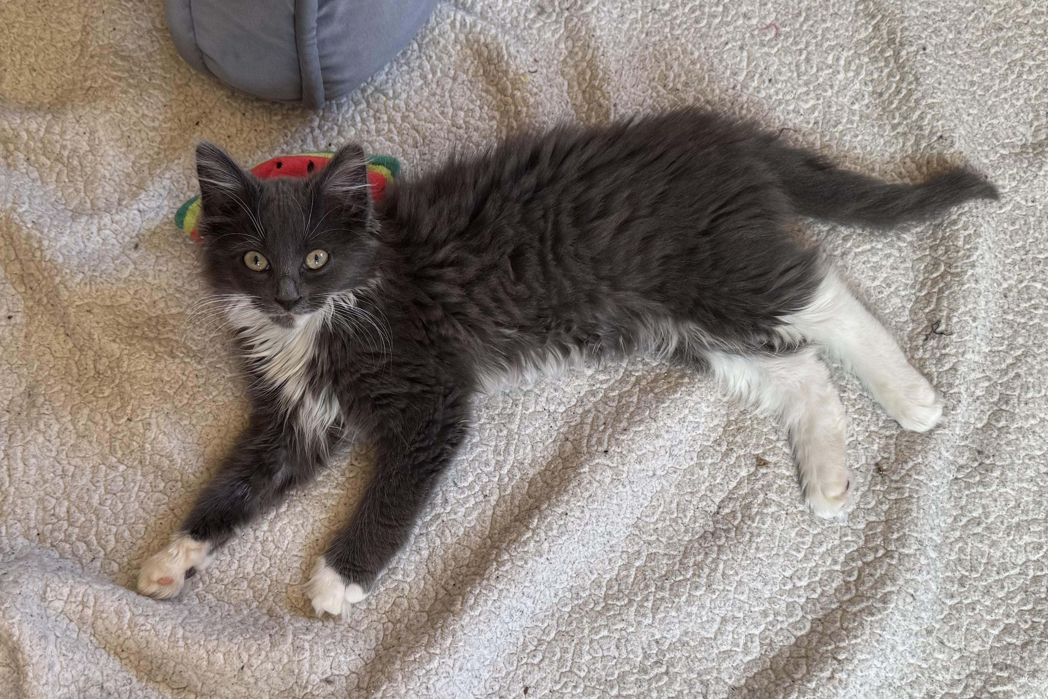 Enlarge Stella, a ADOPTABLE mixed breed in East Northport, NY image 3/6