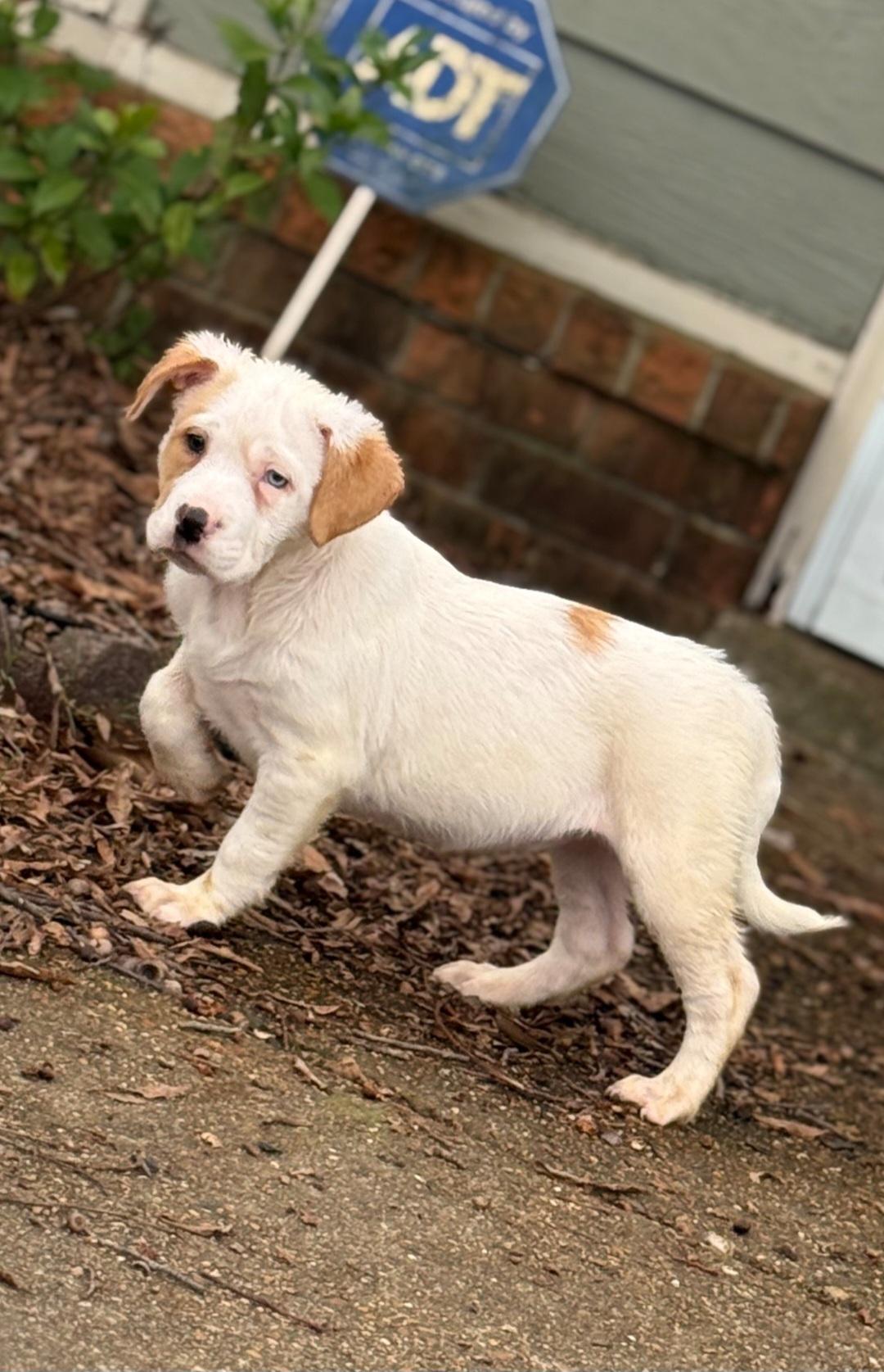 Sarah (Lisa-Fostered in TN) , ADOPTABLE, Puppy Female Labrador Retriever.