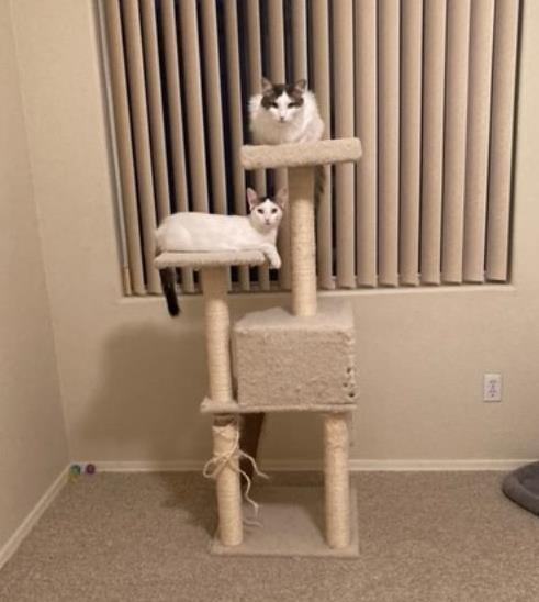 Enlarge ALICE, a Adoptable Domestic Short Hair in Phoenix, AZ image 1/6