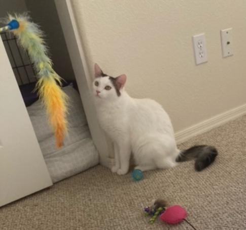 Enlarge ALICE, a Adoptable Domestic Short Hair in Phoenix, AZ image 2/6