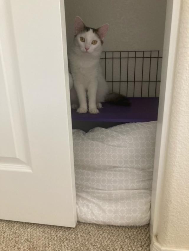 Enlarge ALICE, a Adoptable Domestic Short Hair in Phoenix, AZ image 3/6