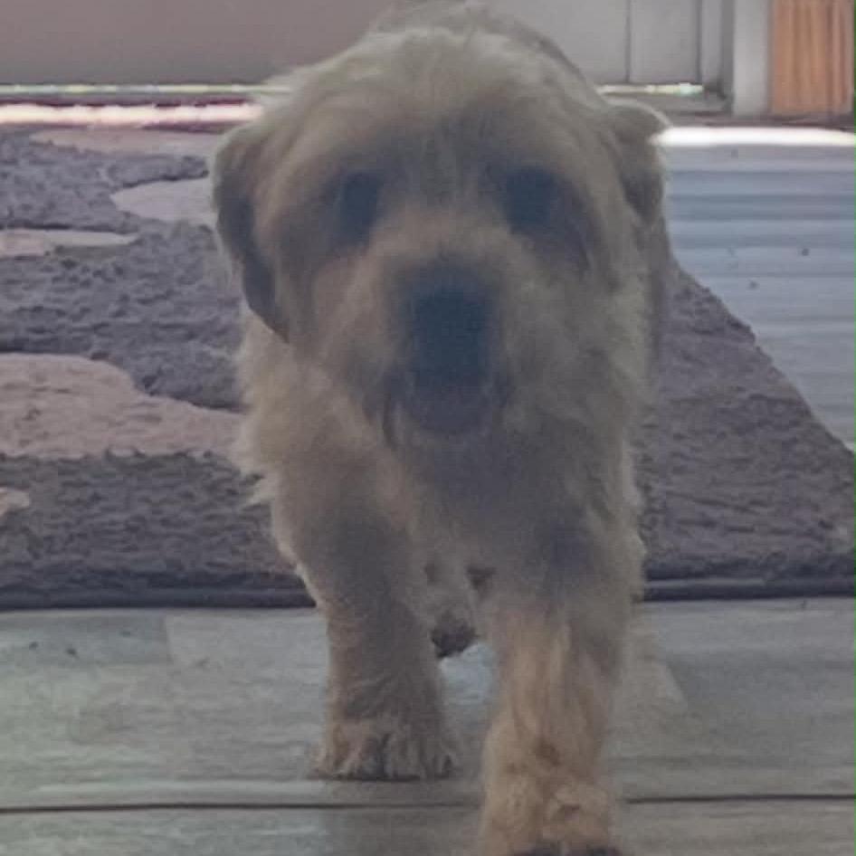 GUS, an adopted mixed breed in Graham, WA image 3/6