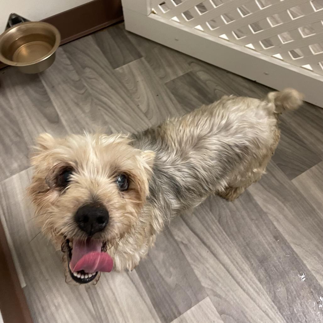 GUS, adopted, Adult Male Yorkshire Terrier.