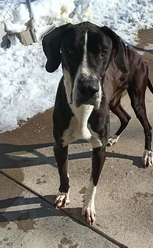 Enlarge LARRY, a Adoptable Great Dane in Carmel, IN image 1/2